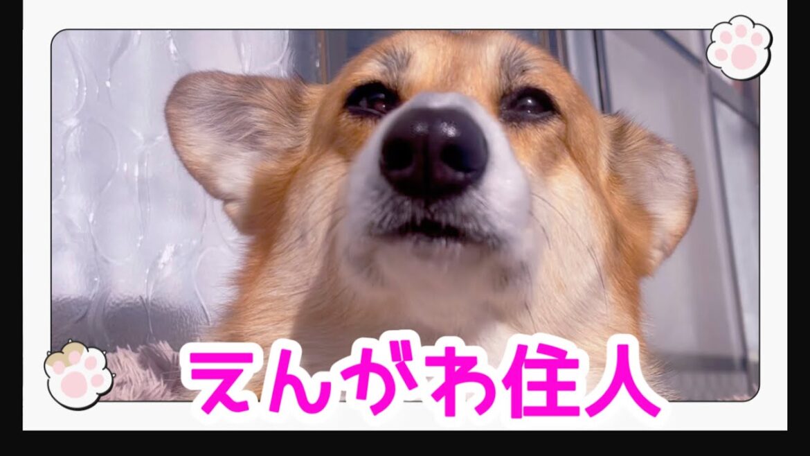 住所：えんがわ #コーギー