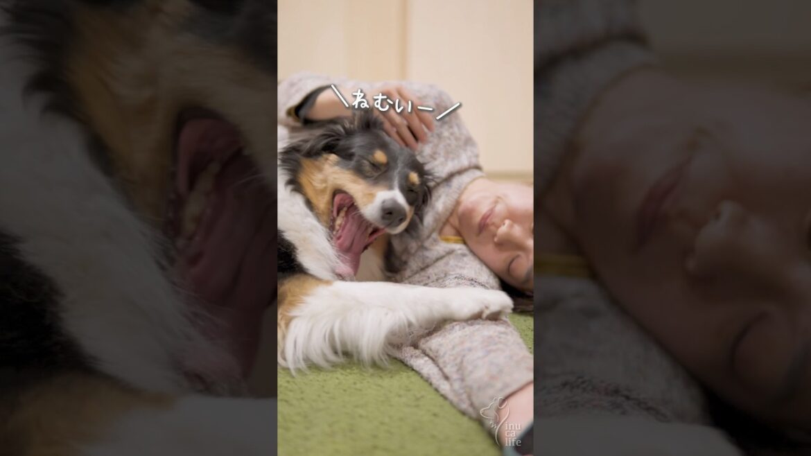 ママとお昼寝するオゥシーが可愛い【ボーダーコリー・オーストラリアンシェパード】　#dog #犬との暮らし