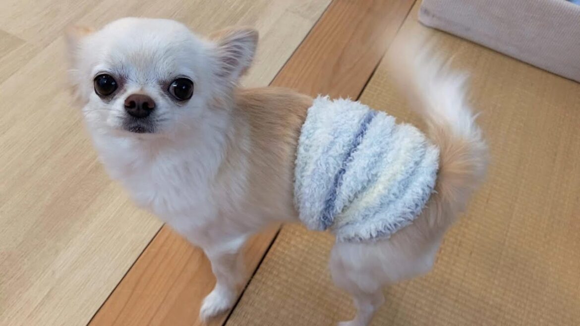 しっぽをめちゃくちゃ振りながら早く出かけたくて泣いてしまう甘えんぼチワワがあまりにも可愛すぎた