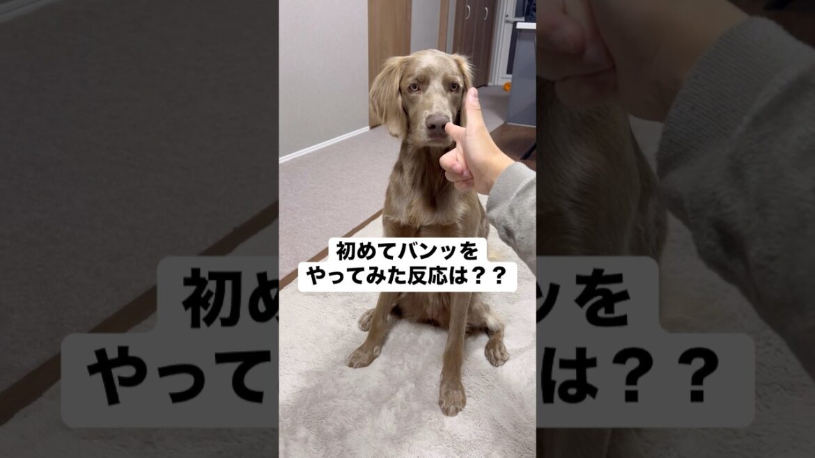 初めてやってみた時の反応は！？#大型犬 #犬のいる暮らし #ワイマラナー#ワイマラナーロングヘアード #dog#wiemaraner #shorts #ルルちゃんのルンルンちゃんねる