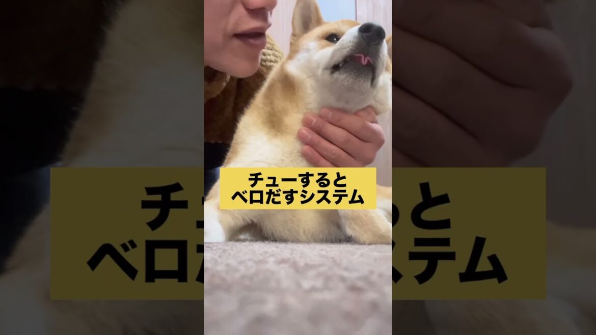 拭き取るがの如く… #柴犬　#柴犬とん