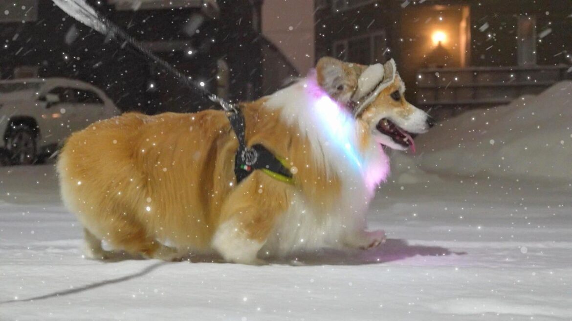 【Twitter200万再生】深夜にエレクトリカルパレードしながら歩くコーギー犬