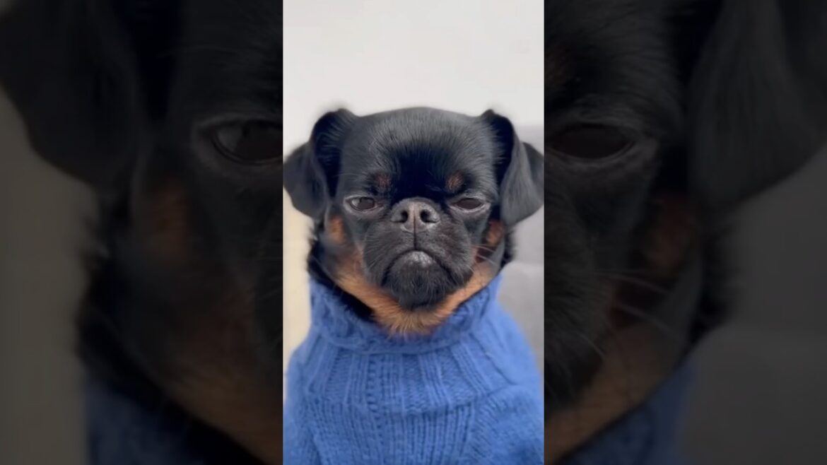 Introducing the Brussels griffon. #shorts