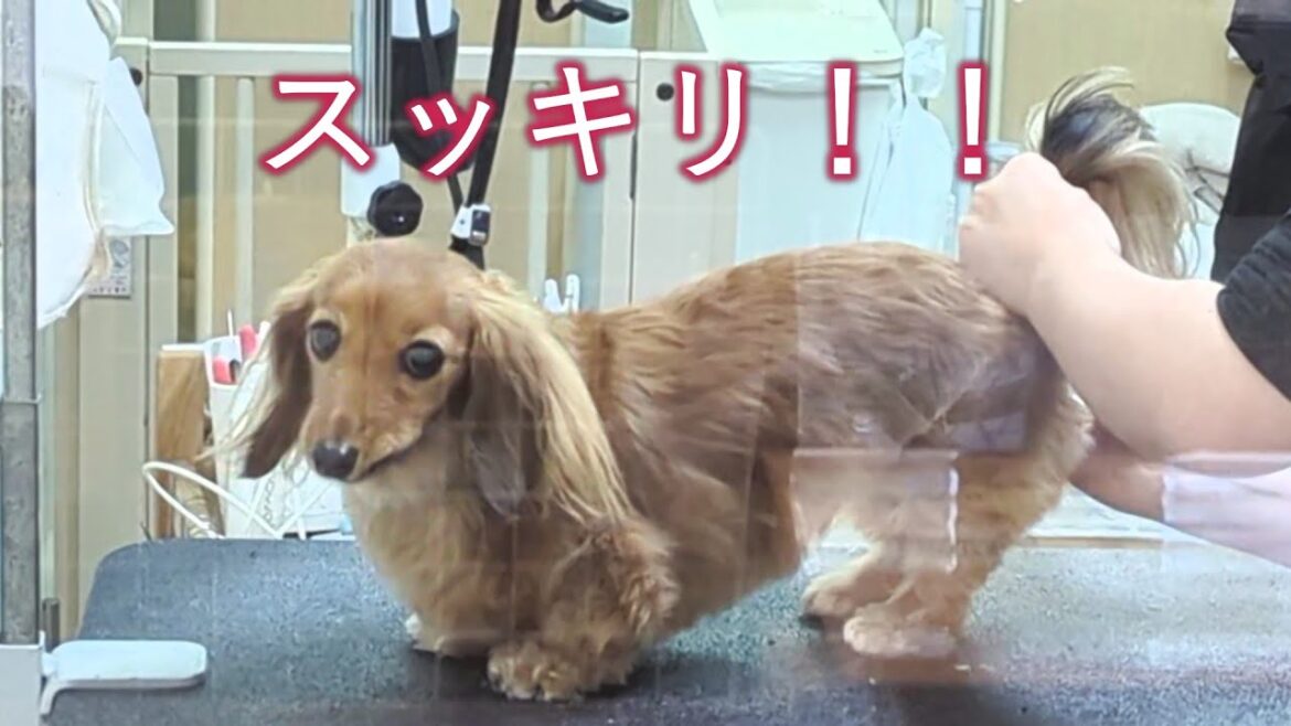 【女子力向上】メンテナンスに勤しむマダムの一日【カニンヘンダックスえびすの日常】