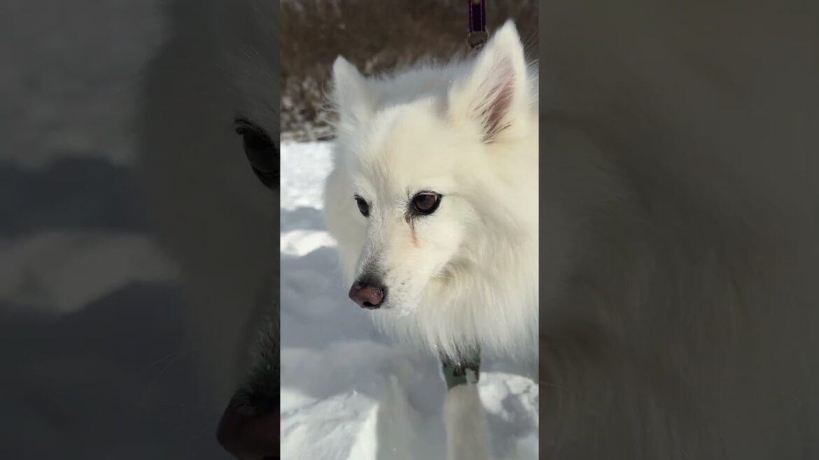 雪が積もり始める恋人の聖地 〜冬の那須高原展望台〜  #Shorts #日本スピッツ #那須高原 #恋人の聖地