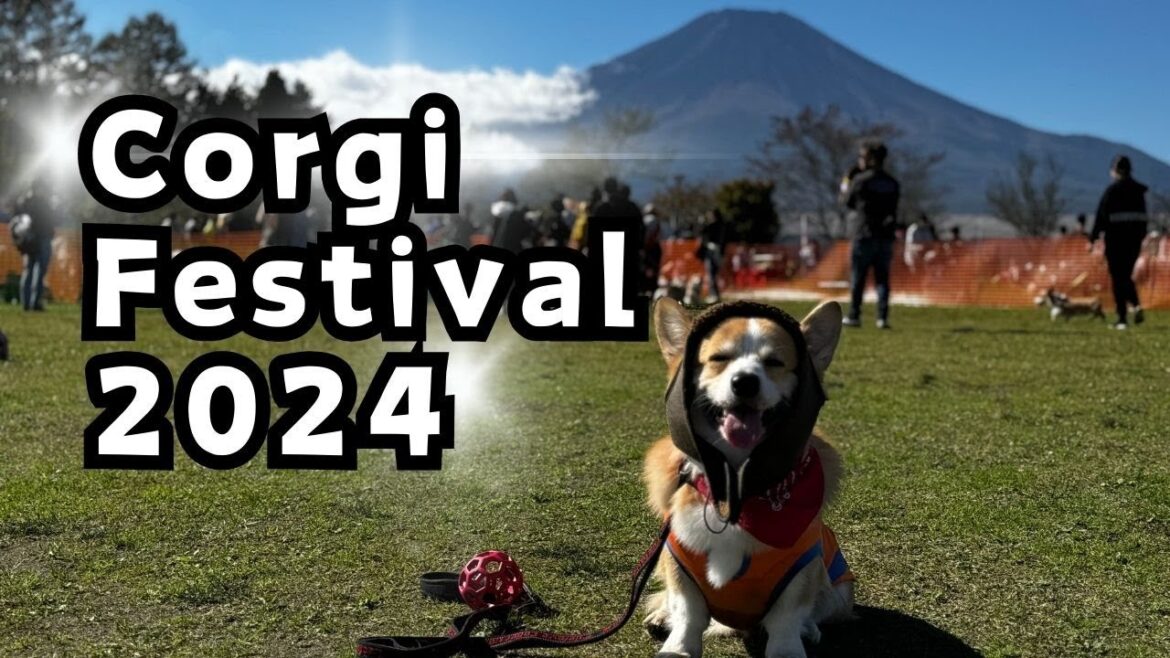 【コギフェス】コーギーだらけのコギフェス2024に行ってきたよ / I went to the corgi-filled Cogi Fest 2024【富士山】