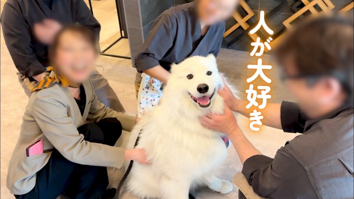 人懐っこい性格でホテルスタッフさんたちにグイグイ寄っていく人が大好きな犬がかわいすぎました。