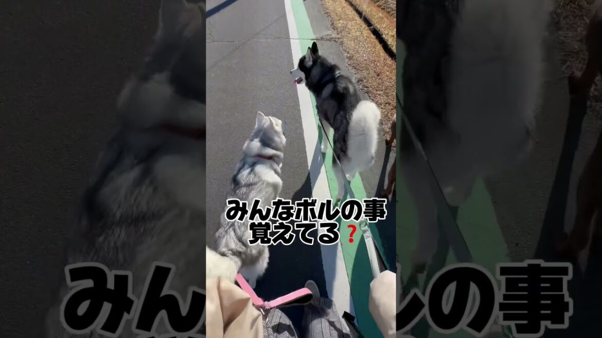 husky family life 長らくお待たせしました‼️復活しました‼️ #シベリアンハスキー #大型犬多頭飼い #shorts