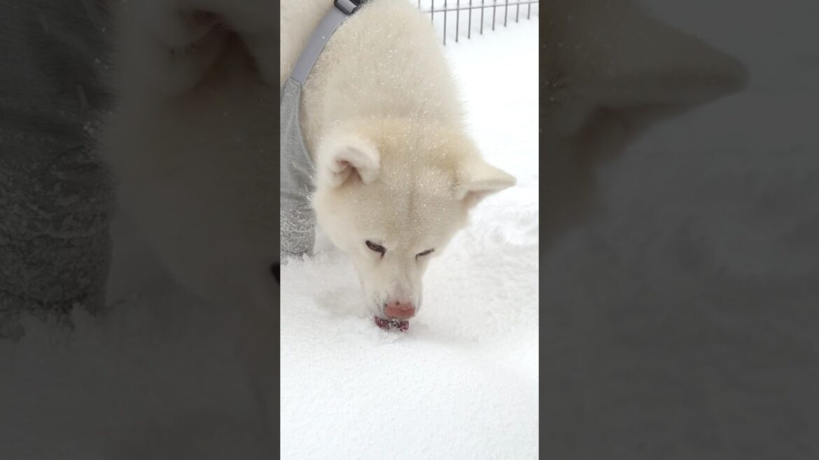 秋田犬タムの日常：久しぶりの大雪でした🌨️🌨️🌨️新雪は美味しい😋😋😋