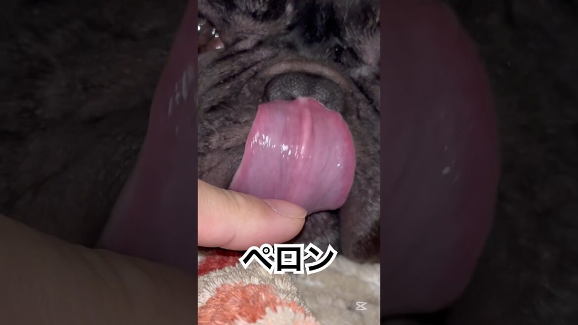 【今朝の凛さん】こたつin✨ #フレンチブルドッグ #frenchie #frenchbulldog #frenchbulldoglife