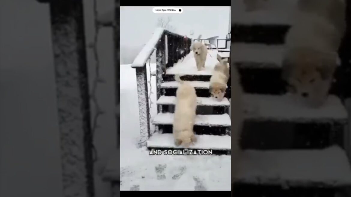 Watch these adorable Great Pyrenees puppies #greatpyrenees #puppy Watch these adorable Great Pyrenees puppies #greatpyrenees #puppy