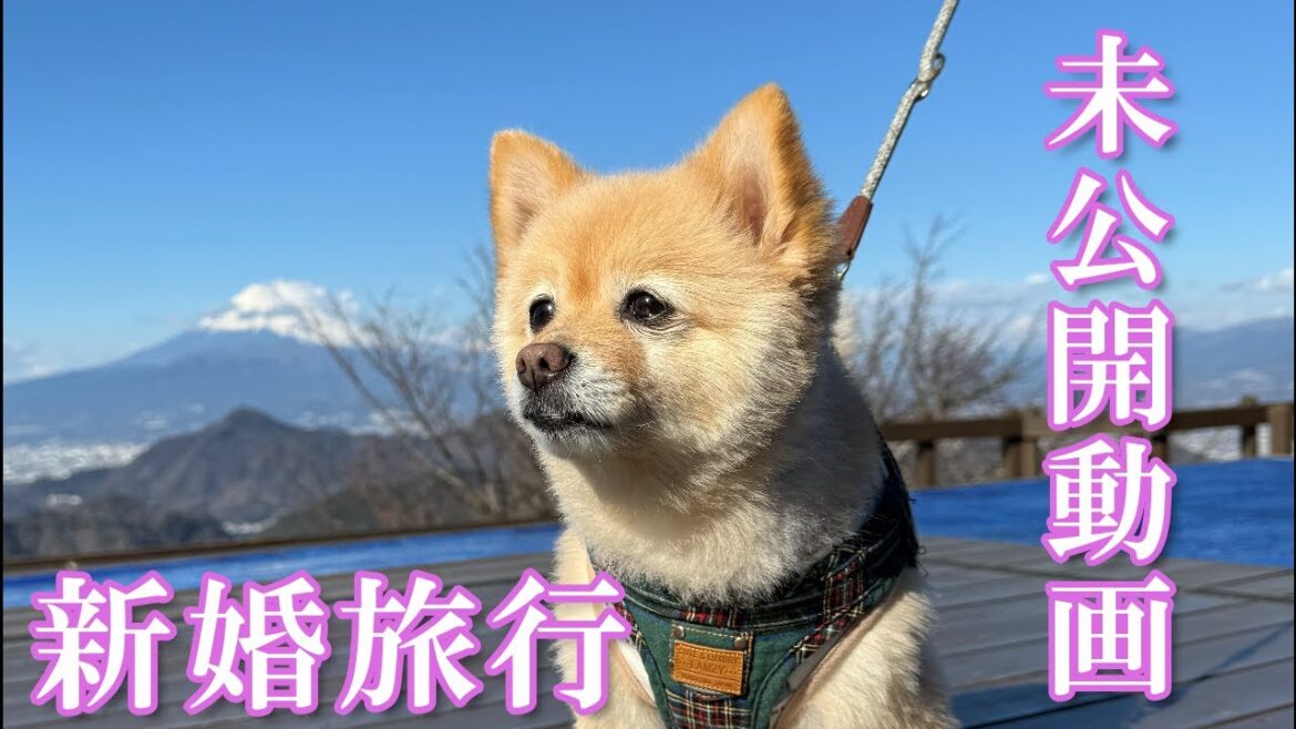 新婚旅行の未公開動画まとめ