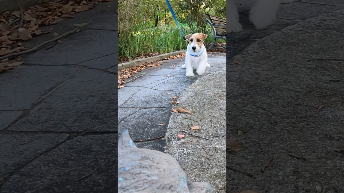 まったく動じない敵にビビりまくる犬#ジャックラッセルテリア #jackrussellterrier #散歩