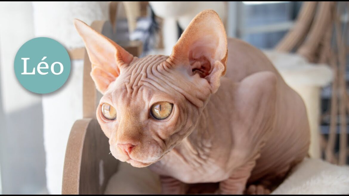 Leo, pink chicken sphynx cat 4-month-old