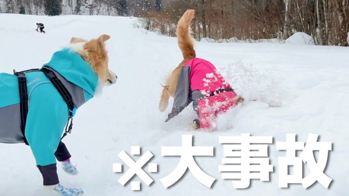 ノーリードokのスキー場で愛犬が大変なことになりました…【ボーダーコリー•ゴールデンレトリバー】 ノーリードokのスキー場で愛犬が大変なことになりました...【ボーダーコリー•ゴールデンレトリバー】