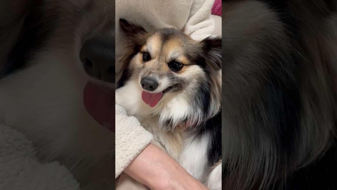 この怒った顔も好き【パピヨンとコーギーのミックス犬】 #dog #かわいい #犬