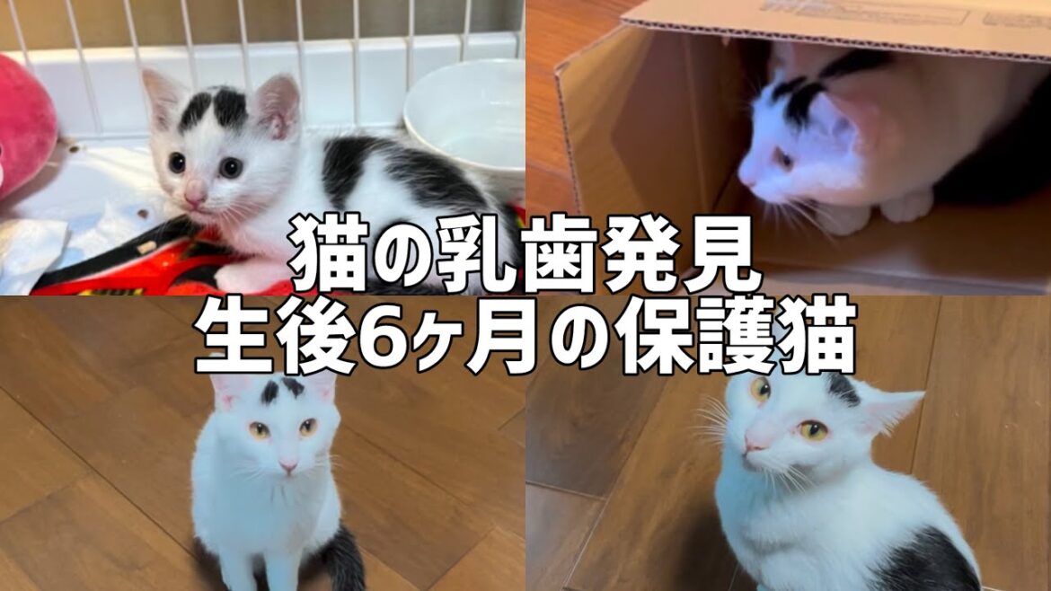 【祝】ラッキー子猫の乳歯発見！生後6ヶ月のミルねーさん#catday #cat #猫のいる暮らし #保護猫 #ねこ#ミルねーさん