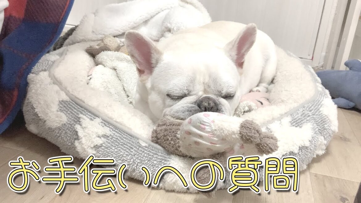 みなさまからの質問に答えてみた！！【フレンチブルドッグ frenchbulldog】