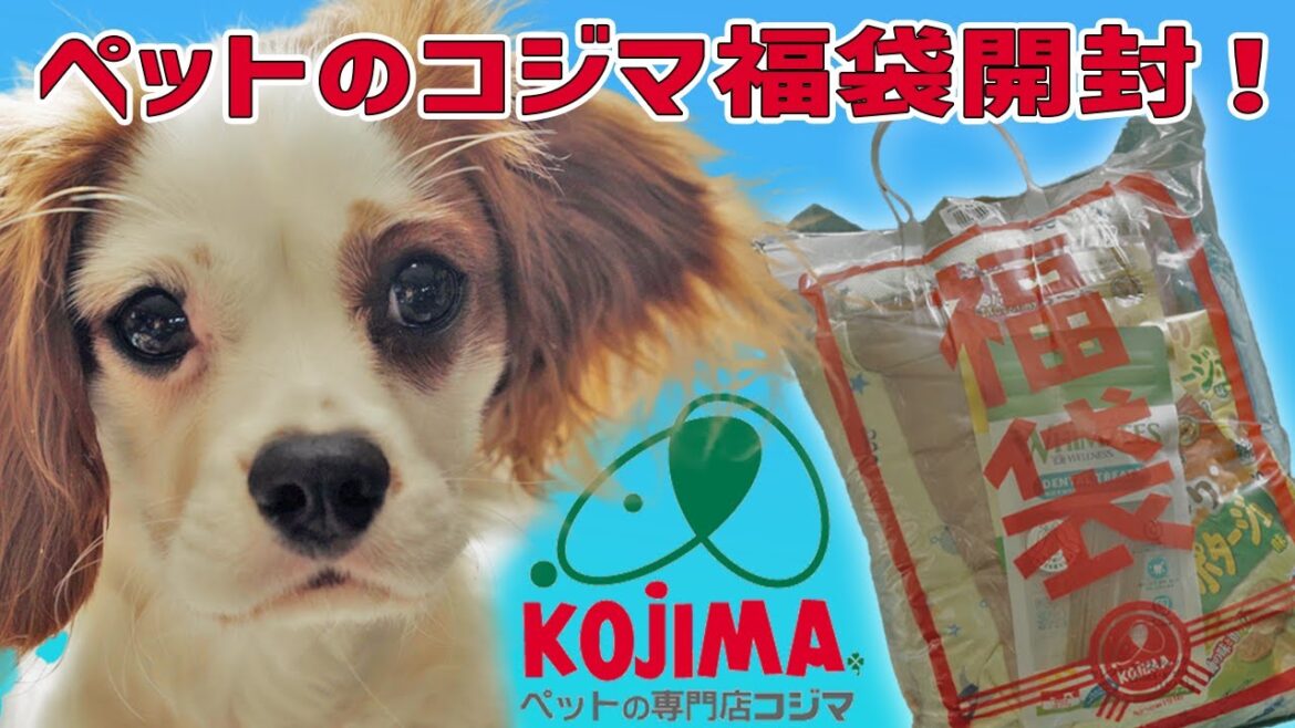 ペットのコジマ 福袋の中を見てみよう【2025】