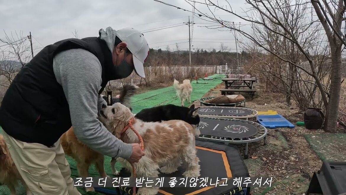 2월의 시작을 감사한 시청자분들의 마음과 함께! 코카스파니엘 코코의 두번째 동물병원 방문