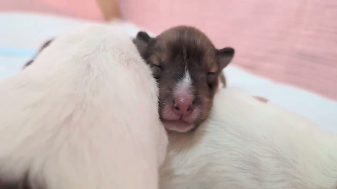 ﾗﾌｺﾘｰ　Motherlake Collies　チコの子　生後3日目　02012025