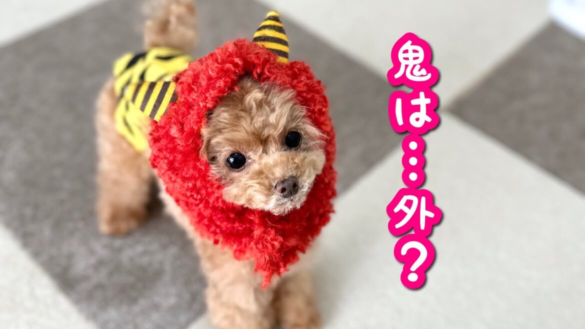 【悲報】鬼犬がかわいいので『鬼は外』できません…【節分】【トイプードルのコロン】