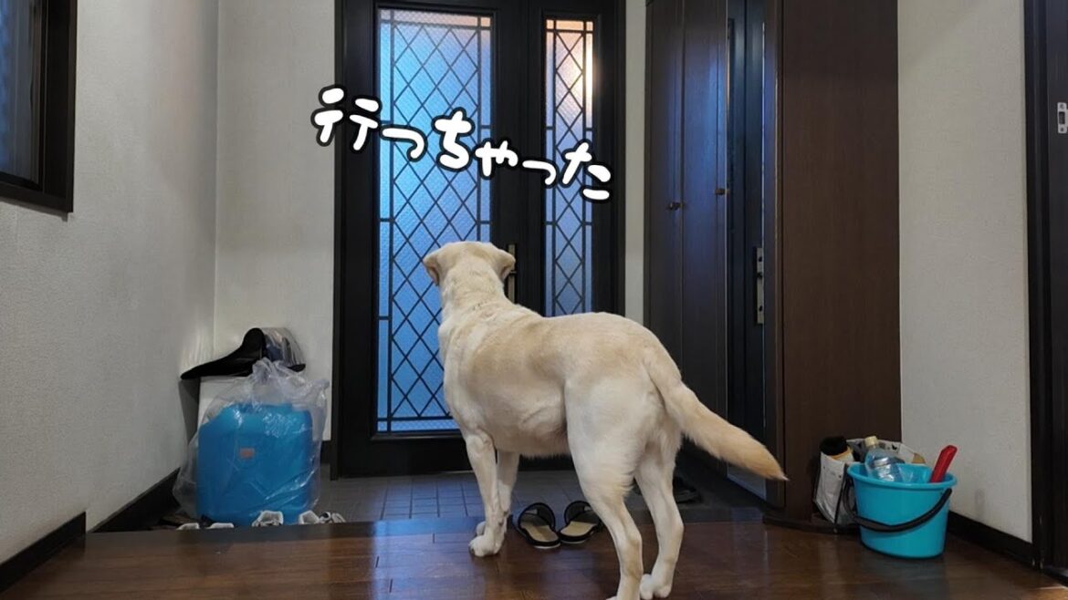 今日も お留守番よろしくね！: ラブラドールレトリーバーのお留守番