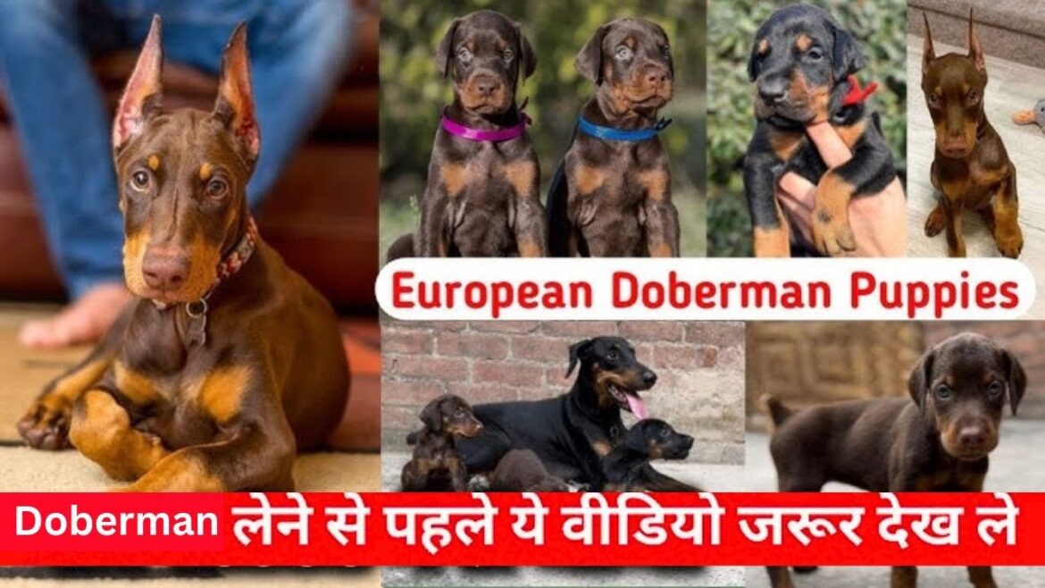 Urgent Sale! 🐾 Doberman Puppies for Sale | #DogsBreedOfficial | Doberman Puppies 2025 Urgent Sale! 🐾 Doberman Puppies for Sale | #DogsBreedOfficial | Doberman Puppies 2025