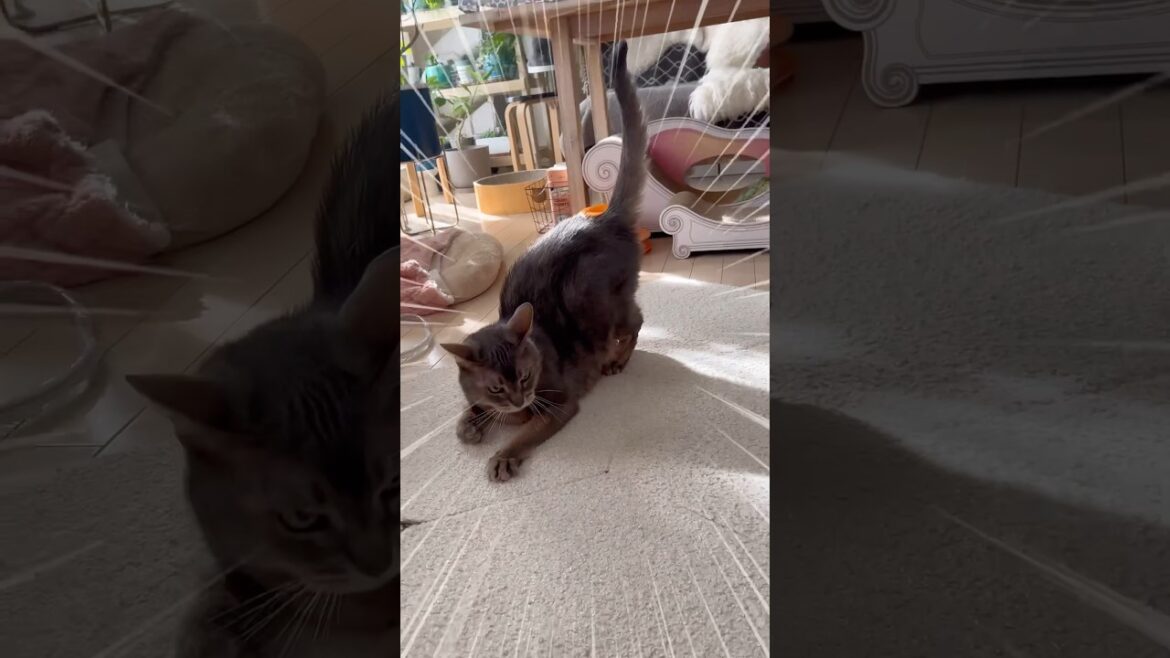 アビシニアン猫のちょっと変わった遊び #shorts #アビシニアン #cat