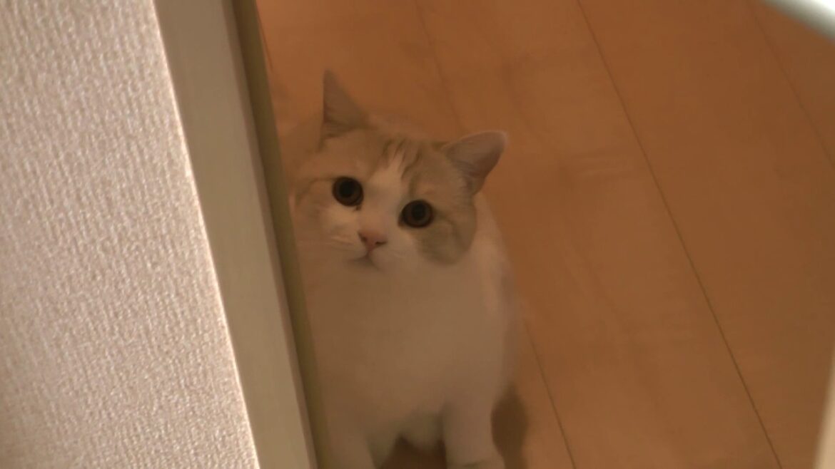 【激カワ】スコティッシュフォールド 【激カワ】スコティッシュフォールド