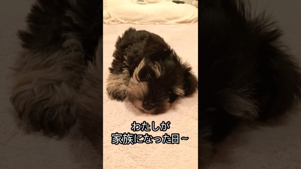 わたしが家族になった日〜　　　　　　　#ミニチュアシュナウザー #シュナウザー #犬のいる暮らし #成長記録