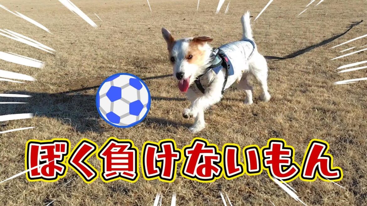 【見事なゴール】サッカーが得意なジャックラッセルテリア　　　　　　　　　　　　#jackrussellterrier