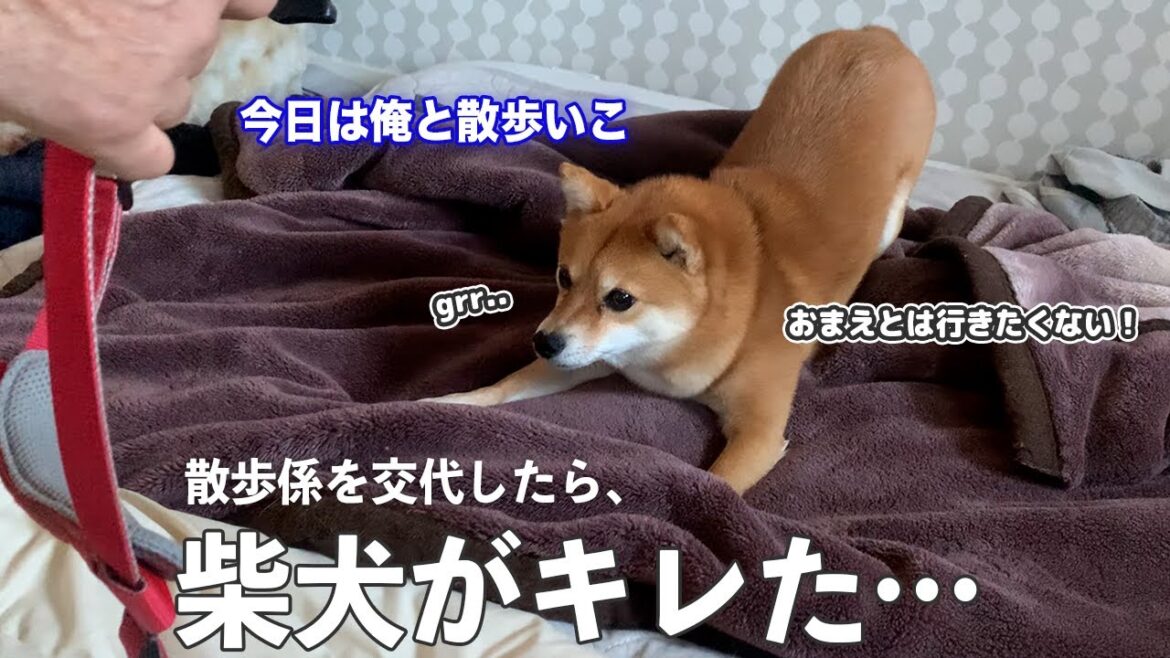 飼い主がお散歩を欠席したら、柴犬がキレました。