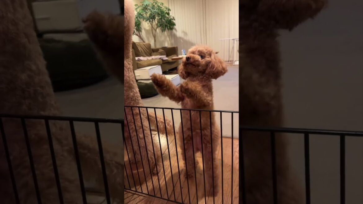 テンションぶち上がりで踊りまくるトイプードル #dog #toypoodle