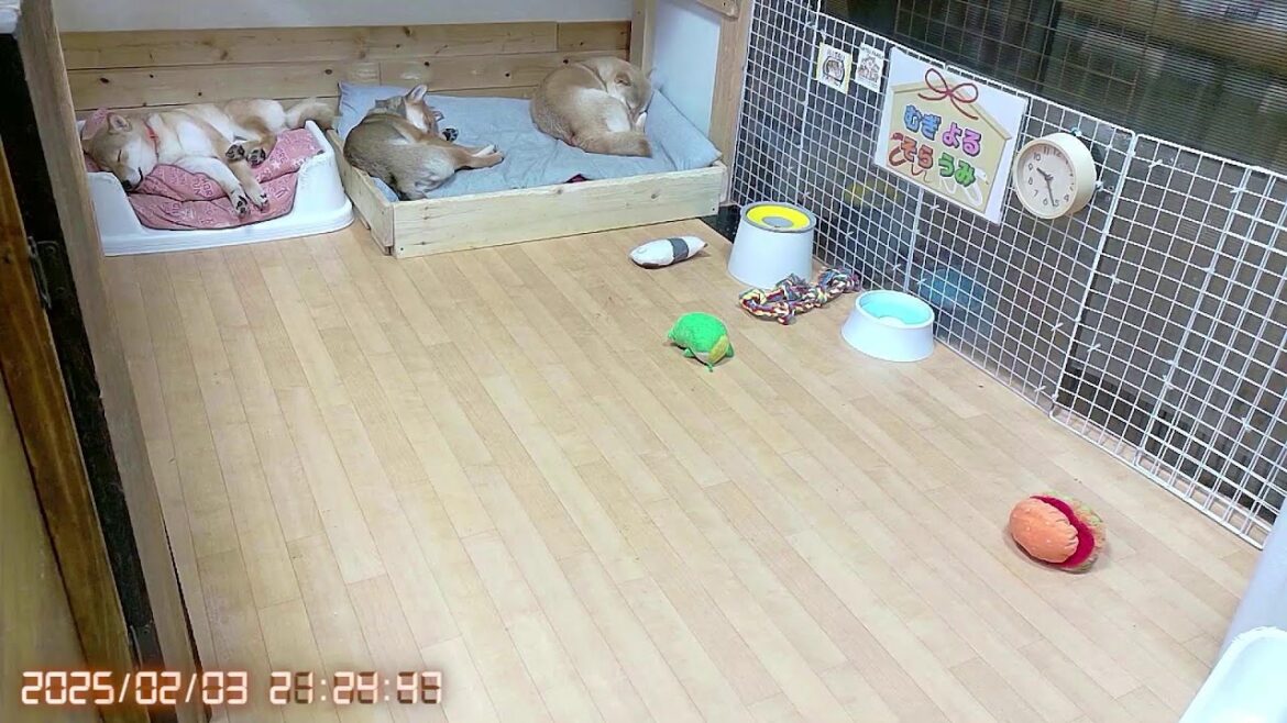 柴犬なつ！子育て生配信【生後147日】わんぱく過ぎて可愛い子犬たち！