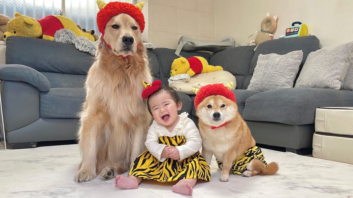生まれて初めての節分を過ごす赤ちゃんと豆まきを存分に楽しむ豆柴とゴールデンレトリバー