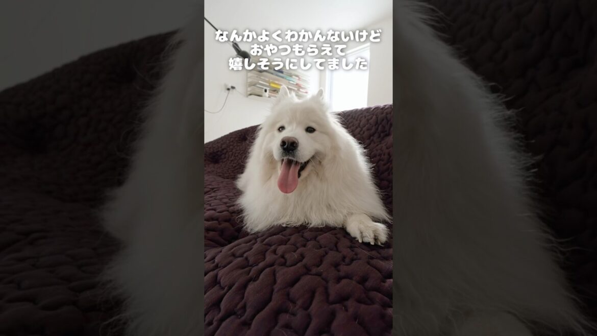 お気に入りのソファでゴロゴロするサモエド　#サモエド #samoyed