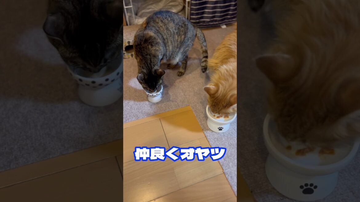 仲良くオヤツ　#ノルウェージャンフォレストキャット #cat