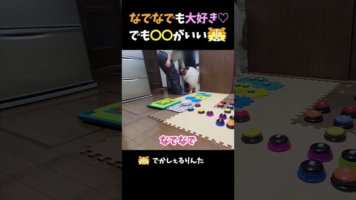 なでなでも大好き♡でも〇〇がいいシェルティ【会話ボタンでしゃべる犬】 #shorts #dog