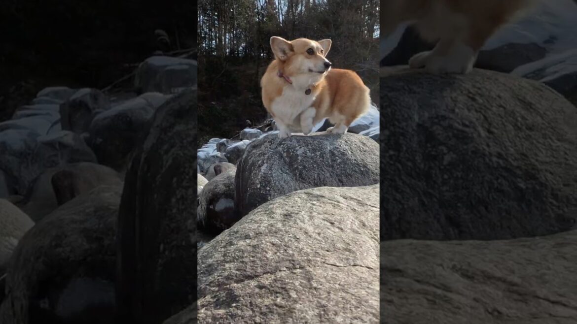 岩の上に登って嬉しそうなコーギー / A happy corgi on top of a rock #コーギー #corgi #サクラ