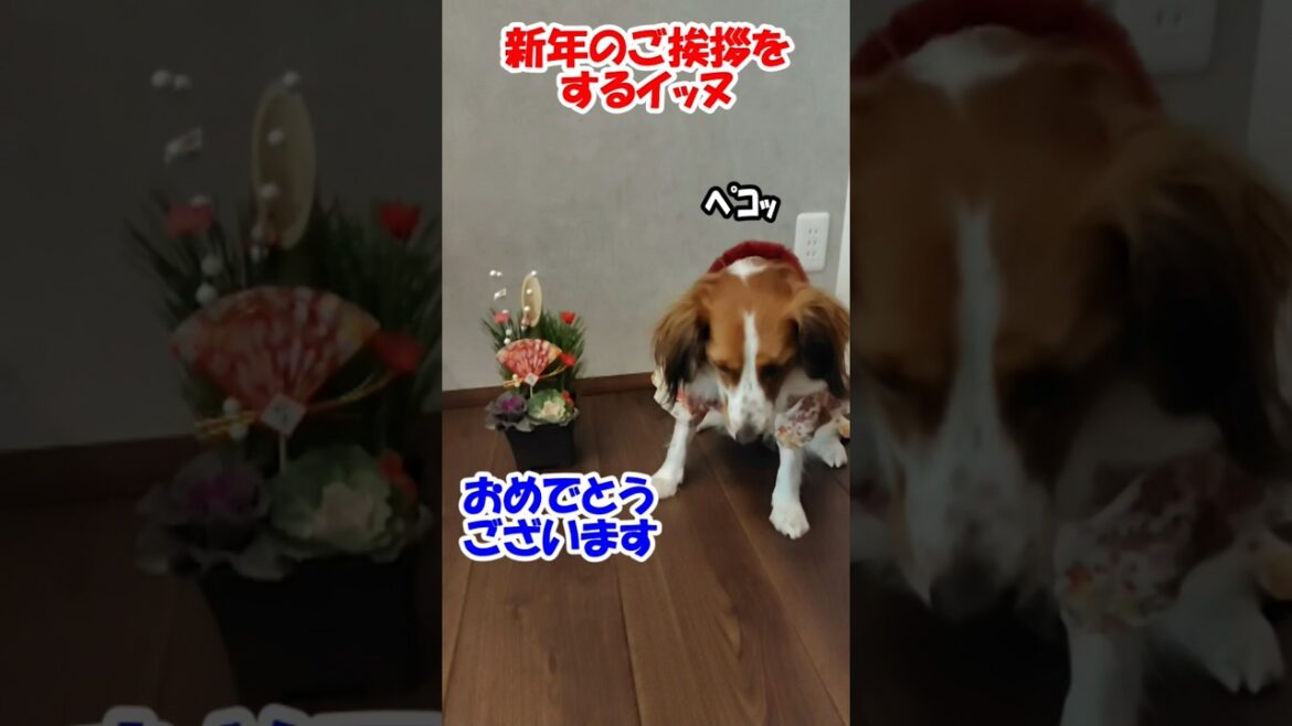 新年のご挨拶をするイッヌ【コーイケルホンディエ】