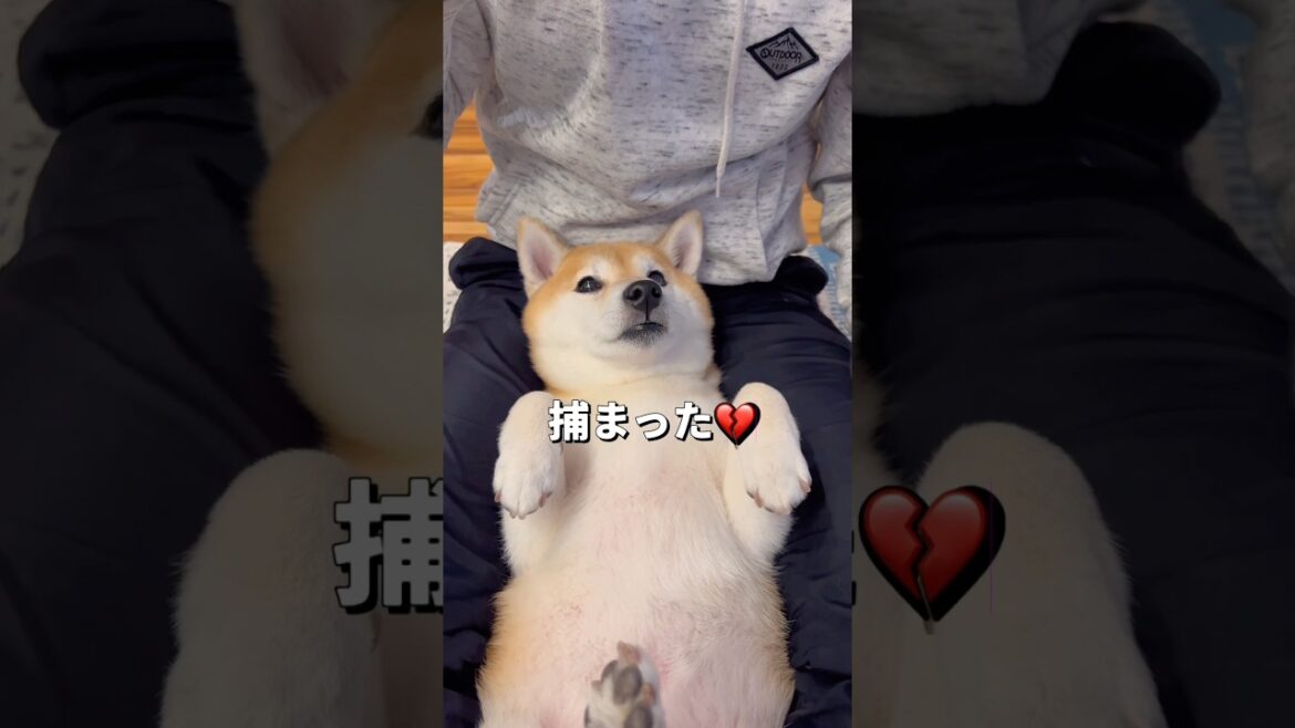 封印破れる😂#柴犬 #チワワ #shorts