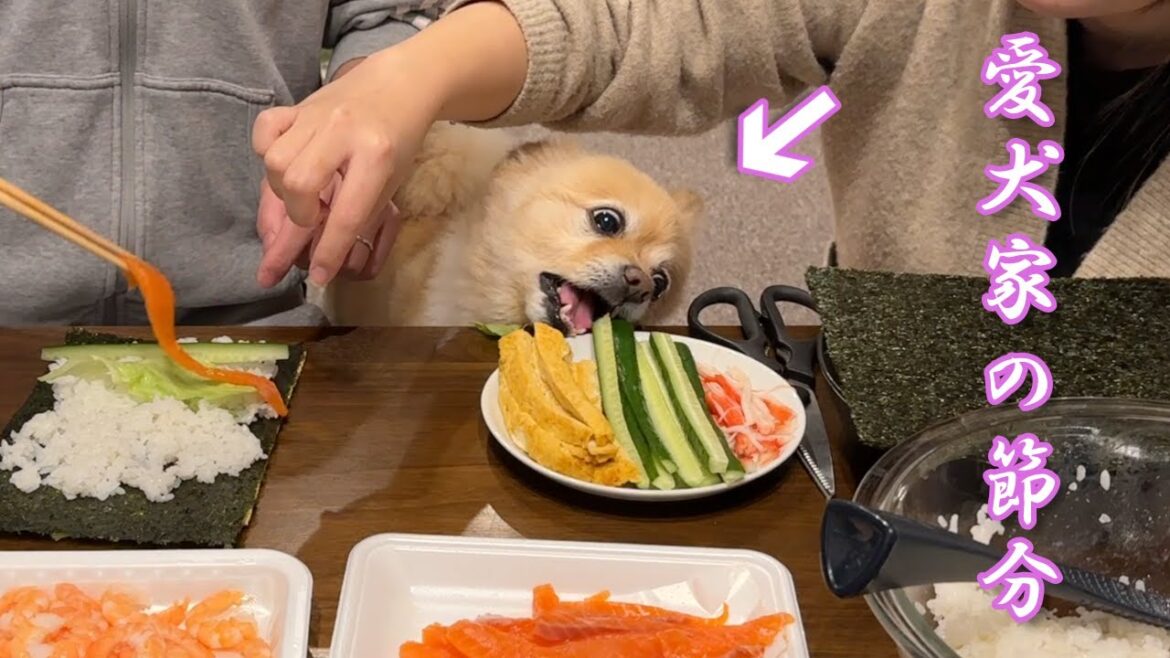 愛犬と一緒に恵方巻を作ろうとすると、こうなります…笑 愛犬と一緒に恵方巻を作ろうとすると、こうなります…笑