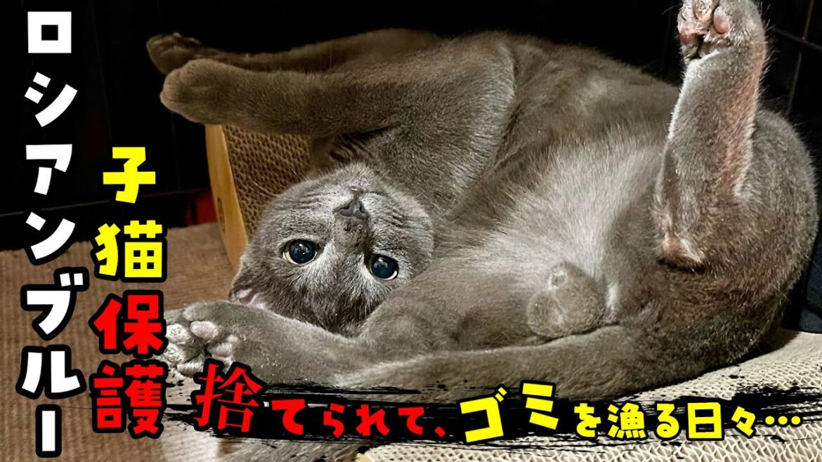 ロシアンブルーの子猫を保護しました【里親募集中】