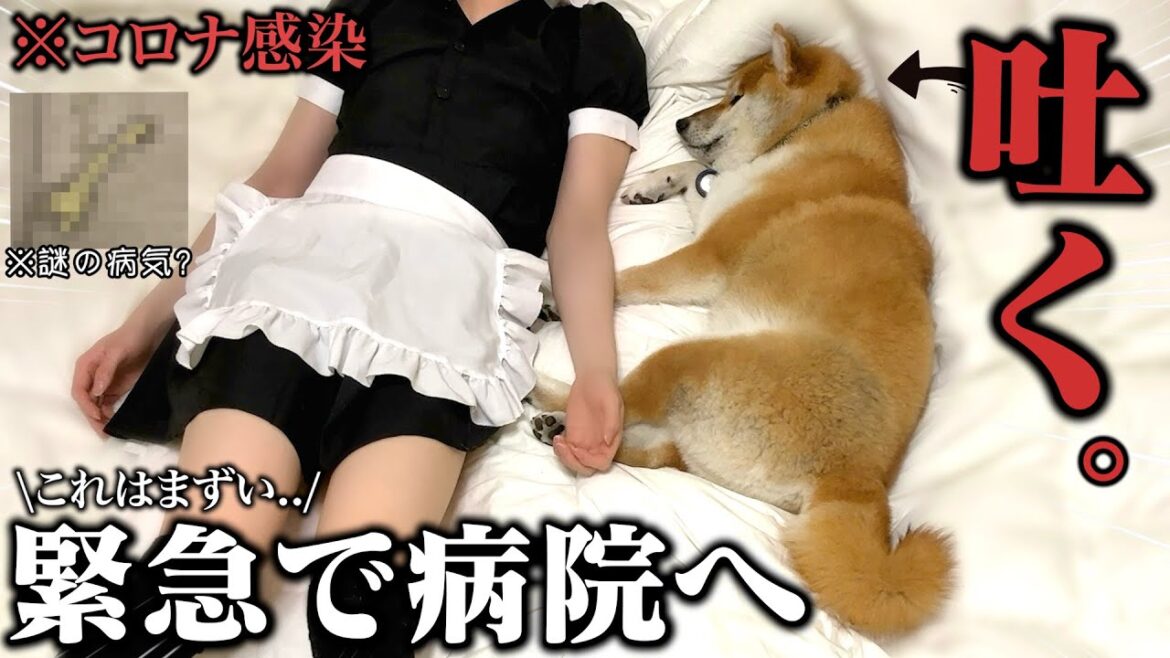 【こまちゃん緊急病院へ。】コロナで倒れる飼い主&突然ゲロ吐く柴犬こまちゃんが心配すぎる…「最悪すぎました。」 【こまちゃん緊急病院へ。】コロナで倒れる飼い主&突然ゲロ吐く柴犬こまちゃんが心配すぎる...「最悪すぎました。」