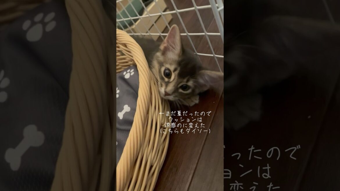 DAISOのベッドあげました #ソマリ #cat #子猫 #ねこ #kitten #daiso