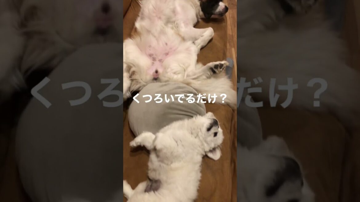 【リラックスタイム】くつろぎの時間　#セントバーナード #saintbernard #ペキニーズ #子犬 #超大型犬