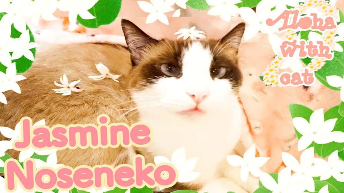 【のせ猫】シャム猫にジャスミンの花を　#shorts　Put the jasmine on the cat