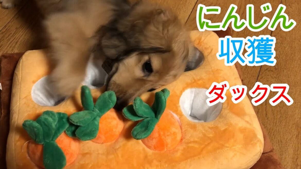ニンジン畑にチャレンジ 右利きみたい! ミニチュアダックスフンド 生後3カ月【ちゃんねるナッツ】vol.025 ニンジン畑にチャレンジ 右利きみたい! ミニチュアダックスフンド 生後3カ月【ちゃんねるナッツ】vol.025