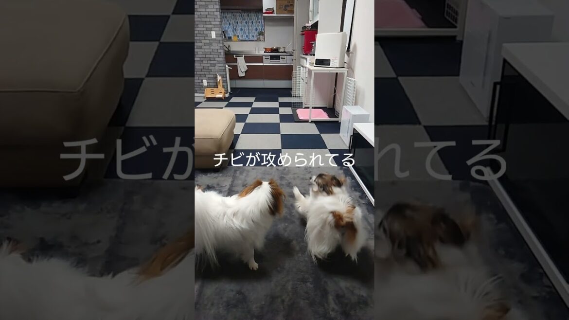 スローで見たわんこ達のバトル #ワンプロ #パピヨン #スロー